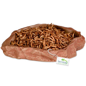 Terrario Natural Bowl – Miska do Terrarium 20x17x3 cm