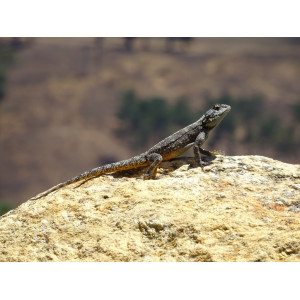 Repti-Zoo Jaskinia kamienno-gliniana 14x10x6cm