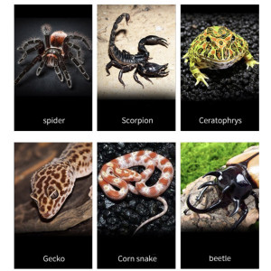 Repti-Zoo Terrarium z akrylu 10x8x6 cm