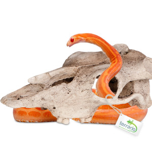 Terrario Buffalo Skull - czaszka bizona do terrarium 21x12x8 cm