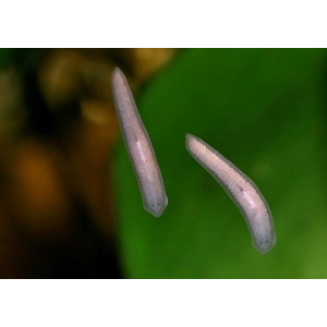 Femanga Wurzel Aktiv 250 ml - preparat na ślimaki w akwarium