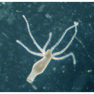 Femanga Wurzel Aktiv 250 ml - preparat na ślimaki w akwarium