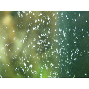 Femanga Wurzel Aktiv 250 ml - preparat na ślimaki w akwarium