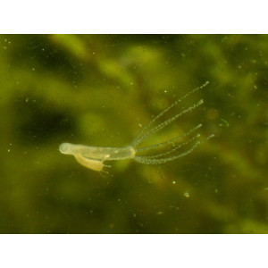 Femanga Wurzel Aktiv 250 ml - preparat na ślimaki w akwarium