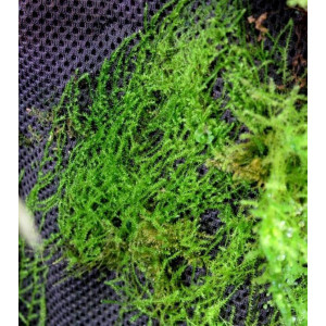 Wacool Rainforest Plant Cotton 290x290mm - hydrolon