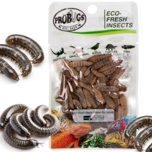 Probugs Crested Gecko Set Plus - kompletna dieta dla gekonów orzęsionych robaki i żel z witaminami