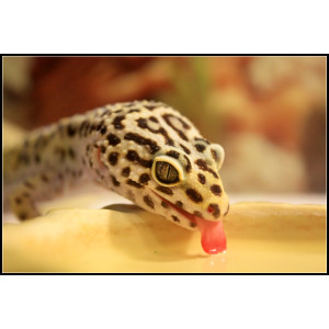 Repti-Zoo miska na wodę S 11x8x3cm