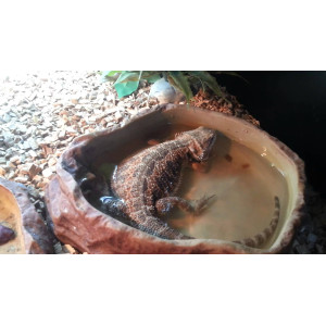 Repti-Zoo miska na wodę S 11x8x3cm