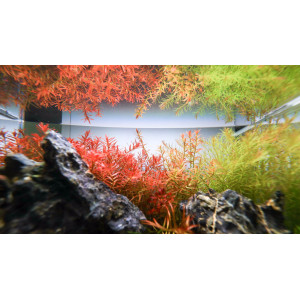 Neo Tabs Plant K - tabletki nawozowe potas