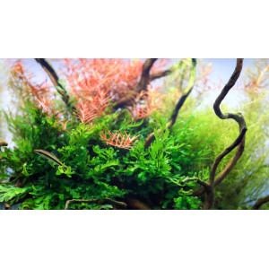 Neo Tabs Plant K - tabletki nawozowe potas