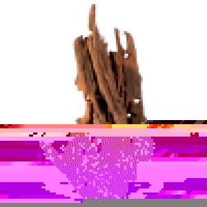 Philippines Classic Driftwood - drzewo mangrowca z wody S ok.20cm