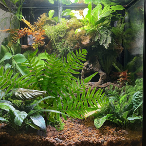 Terrario – Sztuczna roślina do terrarium - Paproć 32x15x32 cm