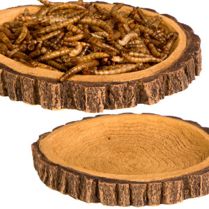 Terrario Tree Ring Bowl M – Miska do Terrarium 12x11x1,5 cm