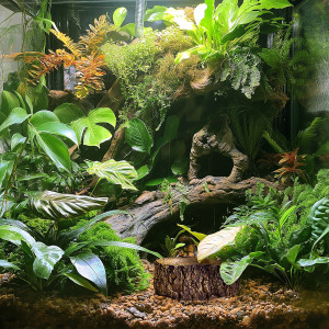 Terrario Bark Bowl – Miska do Terrarium 10x7,5x4 cm