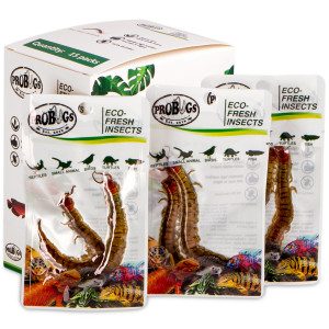 ProBugs Eco-Fresh Scolopendra Centipede 2pcs - świeże skolopendry