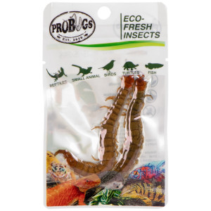 ProBugs Eco-Fresh Scolopendra Centipede 2pcs - świeże skolopendry