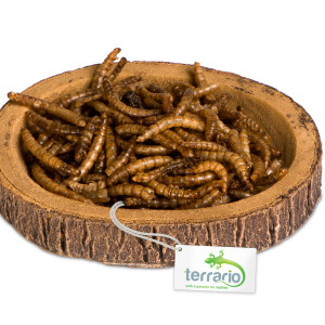 Terrario Tree Ring Bowl S – Miska do Terrarium 9,5x7,5x1 cm