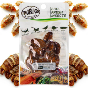 ProBugs Eco-Fresh Silkworm 15g - świeże larwy jedwabnika