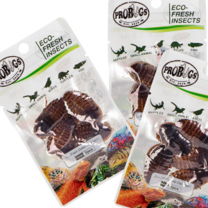 ProBugs Eco-Fresh Dubia Cockroach 5pcs - świeże karaczany argentyńskie
