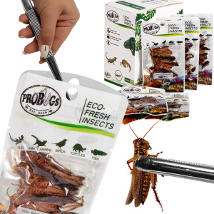 ProBugs Eco-Fresh Grasshopper 8pcs - świeże koniki polne