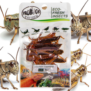 ProBugs Eco-Fresh Grasshopper 8pcs - świeże koniki polne