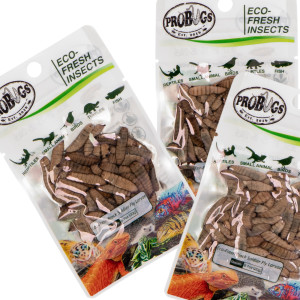 ProBugs Eco-Fresh Black Solider Fly Larvae 20g - świeże larwy muchy czarnej