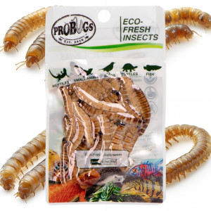 ProBugs Eco-Fresh Superworm 20g - świeże larwy drewnojada