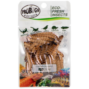 ProBugs Eco-Fresh Superworm 20g - świeże larwy drewnojada