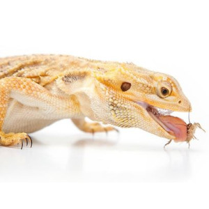 EXO TERRA Miska płaska L (29x22x4,5cm)