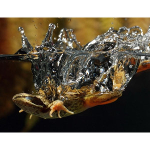 EXO TERRA Miska na wodę M (13x11x3,5 cm)