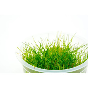 Eco Plant - Eleocharis Parvula - InVitro mały kubek