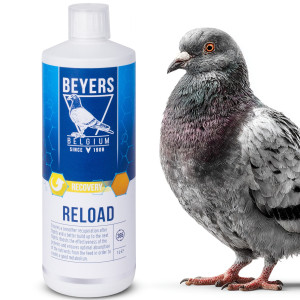 Beyers Reload 1000ml - koncentrat regeneracyjny