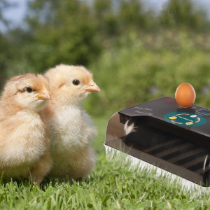 Kruger Meier ProNestix 12  - inkubator z termostatem i LED na 12 jaj