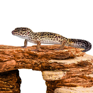 Terrario Mountain Shelf S  - kryjówka do terrarium 13x21x6cm