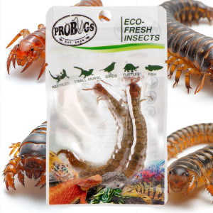 ProBugs Eco-Fresh Scolopendra Centipede 15 x 2pcs - świeże skolopendry 15 saszetek