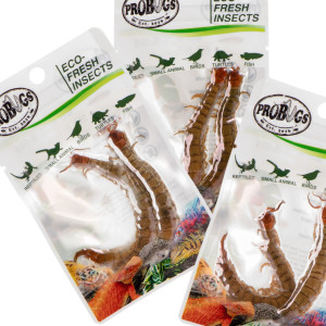 ProBugs Eco-Fresh Scolopendra Centipede 15 x 2pcs - świeże skolopendry 15 saszetek