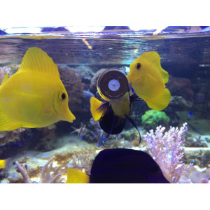 Aquaforest Vege Clip 120g - pokarm roślinny w krążkach z przyssawką