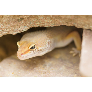 Repti-Zoo Jaskinia kamienno-gliniana 29x20x12cm