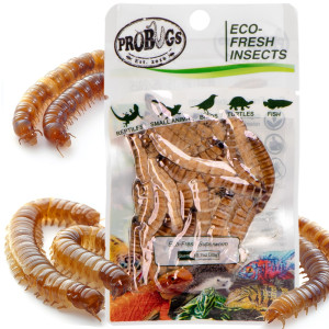 ProBugs Eco-Fresh Superworm 15 x 20g - świeże larwy drewnojada 15 saszetek