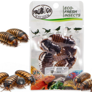 ProBugs Eco-Fresh Dubia Cockroach 15 x 5pcs - świeże karaczany argentyńskie 15 saszetek