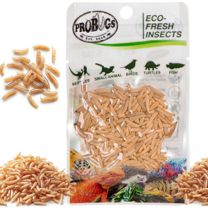 ProBugs Eco-Fresh Riceworm 15 x 15g - świeże larwy muchy 15 szaszetek