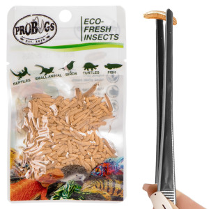 ProBugs Eco-Fresh Riceworm 15 x 15g - świeże larwy muchy 15 szaszetek