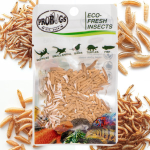 ProBugs Eco-Fresh Riceworm 15 x 15g - świeże larwy muchy 15 szaszetek