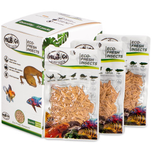 ProBugs Eco-Fresh Riceworm 15 x 15g - świeże larwy muchy 15 szaszetek