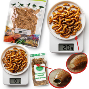 ProBugs Eco-Fresh Black Solider Fly Larvae 15 x 20g - świeże larwy muchy czarnej 15 saszetek