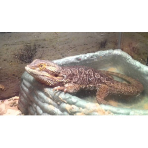 Repti-Zoo miska na wodę L 20x16x5cm