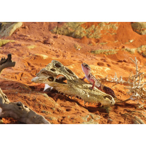 EXO TERRA Crocodile Skull (czaszka krokodyla)