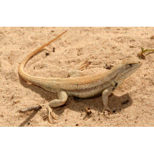 EXO TERRA Yellow Sand 4,5kg - piasek pustynny żółty