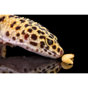 Repti-Zoo miska na pokarm L 19x13x4 cm