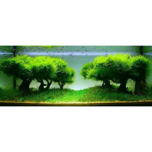 Seachem Flourish Advance 100ml - przyspiesza wzrost roślin